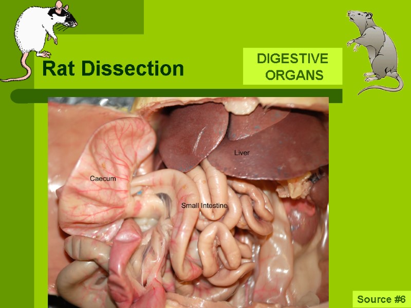 Rat Dissection Source #6 DIGESTIVE  ORGANS